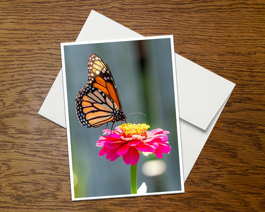 Monarch Butterfly Photo Greeting Card (C5), Blank Inside, With Envelope ...