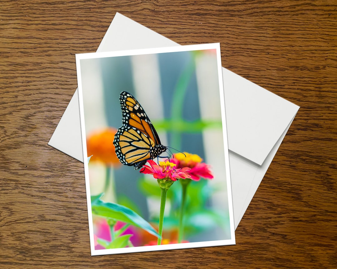 Monarch Butterfly Photo Greeting Card (C9), Blank Inside, With Envelope ...