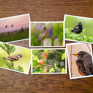 Spring Birds Photo Greeting Cards- set of 6 or 12 with envelopes