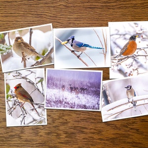 Cartões comemorativos com fotos de vida selvagem/férias de inverno - conjunto de 6 ou 12 com envelopes