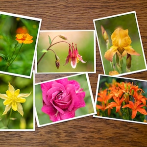 May include: A collection of five framed photographs featuring close-up images of various flowers, including a yellow cosmos, a pink rose, a yellow columbine, an orange lily, and a yellow iris.