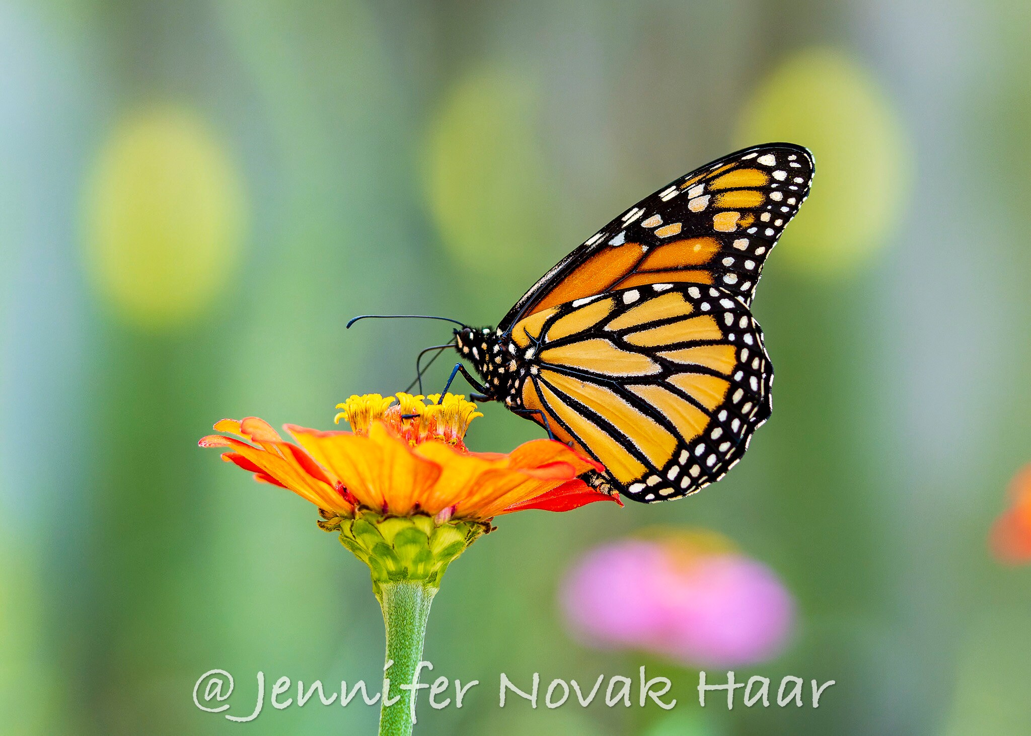 Monarch Butterfly Photo Greeting Card (C8), Blank Inside, With Envelope ...