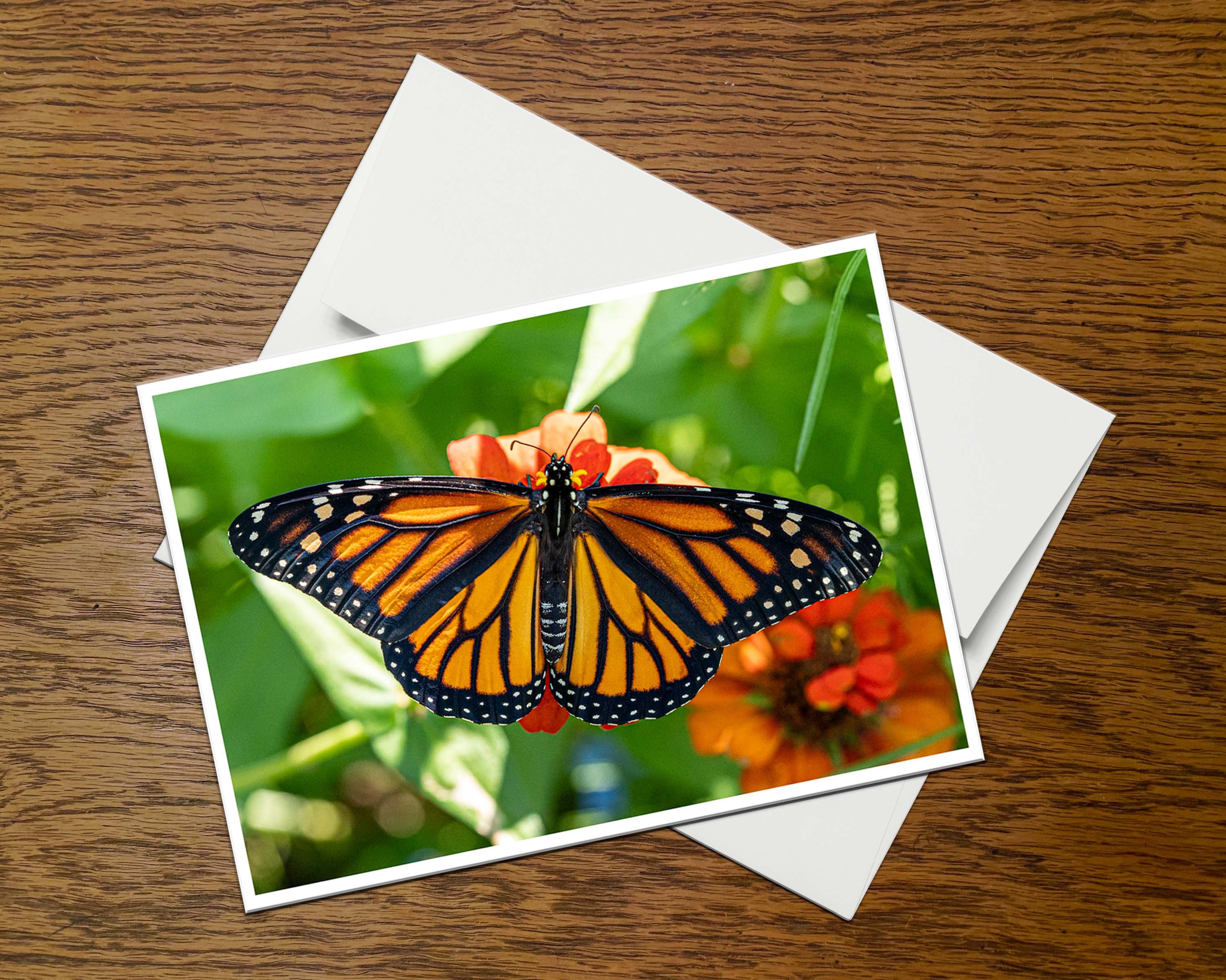 Monarch Butterfly Photo Greeting Card (C3), Blank Inside, With Envelope ...