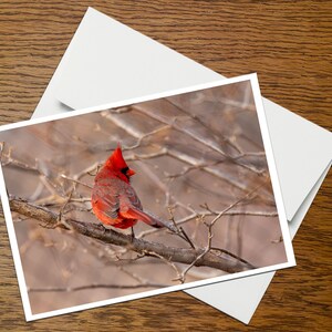 Carte de vœux avec photo d’oiseau (B21), vierge à l’intérieur, avec enveloppe