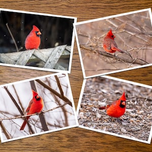 Winter Cardinal Photo Greeting Cards- set of 4, 8 or 12 with envelopes