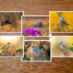 Autumn Birds Photo Greeting Cards- set of 6 or 12 with envelopes
