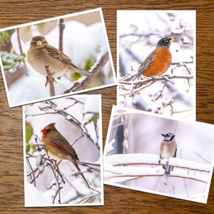 Feiertage/Winter Vogel-Foto-Gruß-Karten - Satz von 4, 8 oder 12 mit Umschlägen