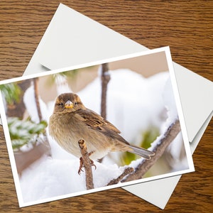 Bird Photo Greeting Card (B2), blank inside, with envelope