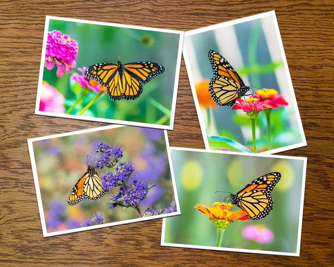 Monarch Butterfly Photo Note Cards – Blank Inside, Floral Photography ...