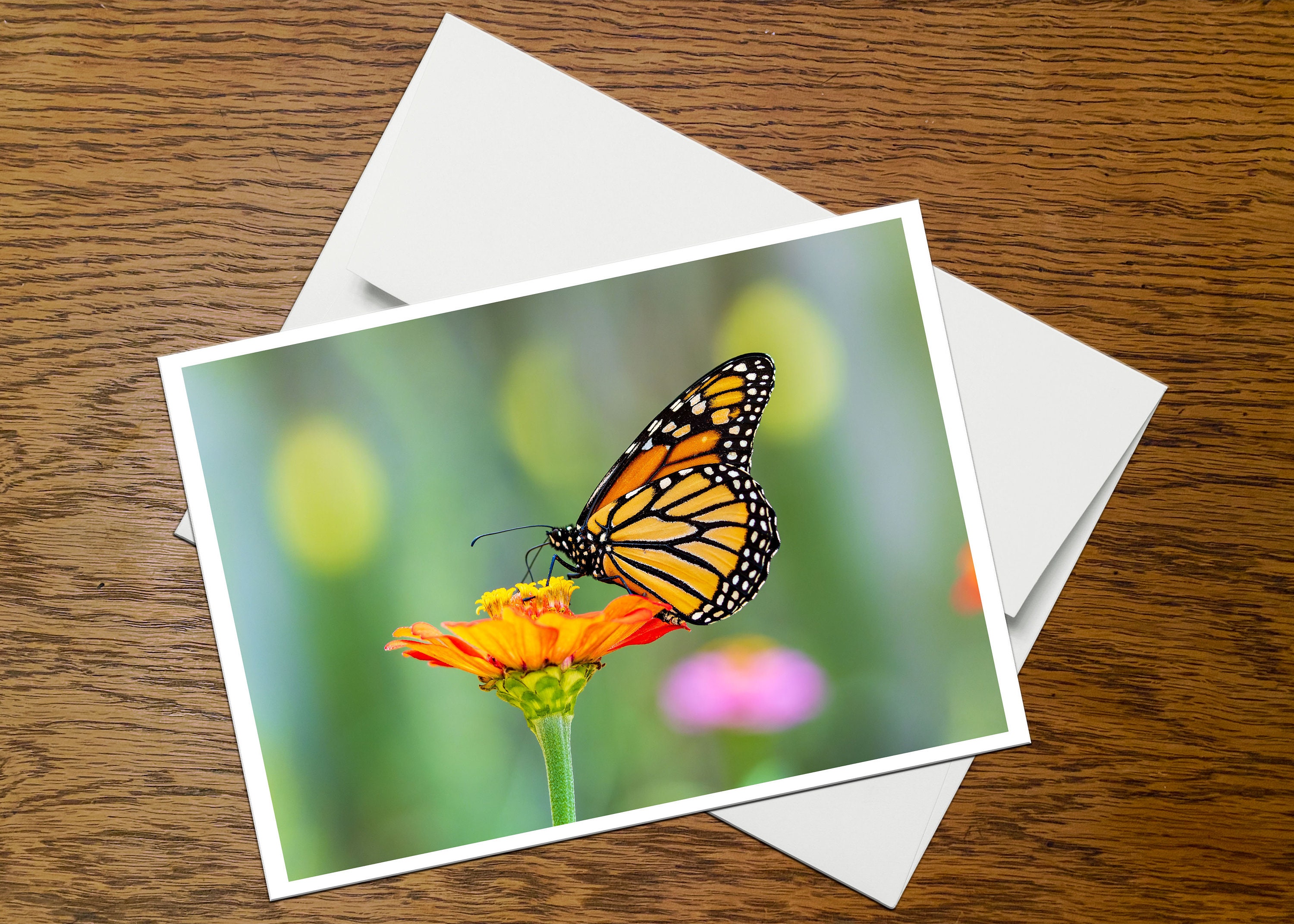 Monarch Butterfly Photo Greeting Card (C8), Blank Inside, With Envelope ...