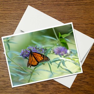 May include: A monarch butterfly with orange and black wings perched on a purple flower with green leaves.