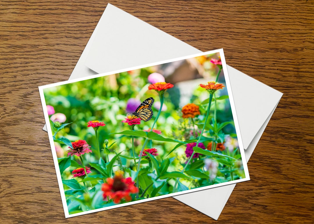 Monarch Butterfly Photo Greeting Card (C7), Blank Inside, With Envelope ...