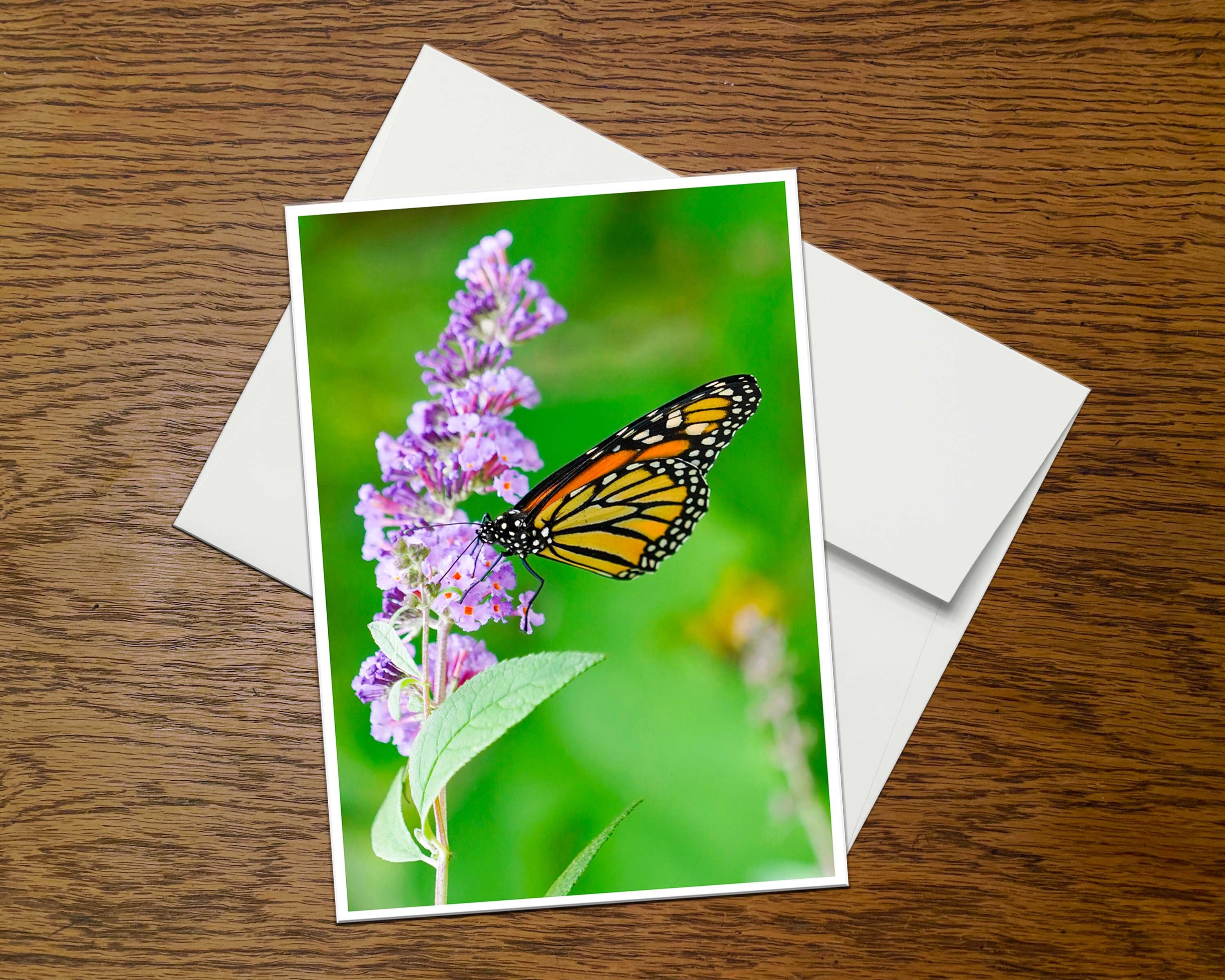 Monarch Butterfly Photo Greeting Card (C4), Blank Inside, With Envelope ...