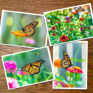 Monarchfalter-Foto-Grußkarten (Set 2) - leere Innenseite, Set von 4, 8 oder 12 mit Umschlägen