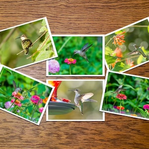 Kolibri Foto Grußkarten - 6er oder 12er Set mit Umschlägen