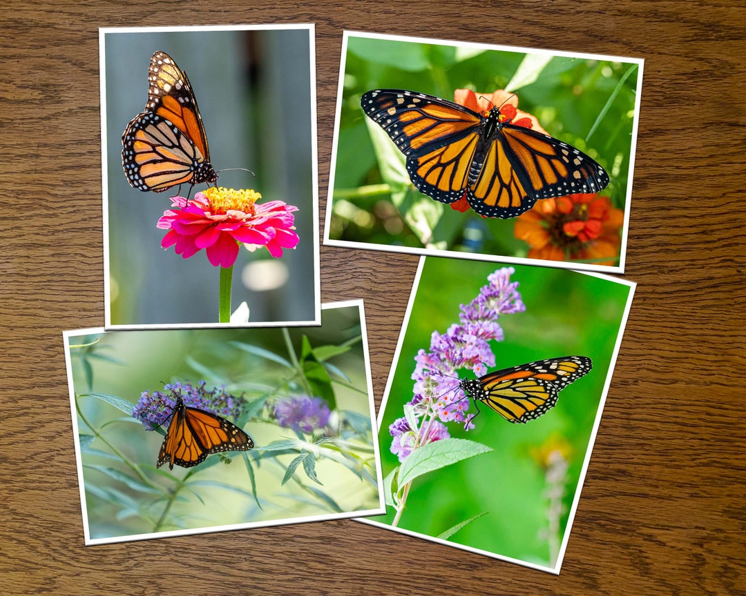 Monarch Butterfly Photo Greeting Cards – Blank Inside, Floral Garden ...