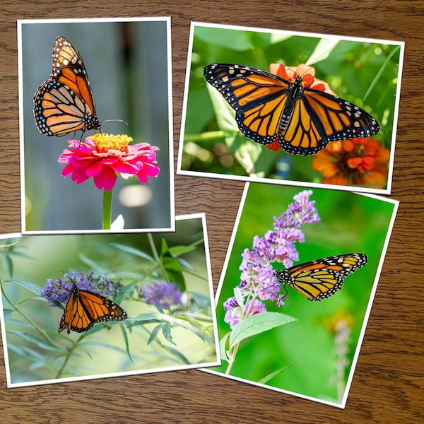 Monarch Butterfly Photo Greeting Cards (Set 1)- blank inside, set of 4, 8 or 12 with envelopes