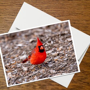 Carte de vœux photo d’oiseau (B20), vierge à l’intérieur, avec enveloppe
