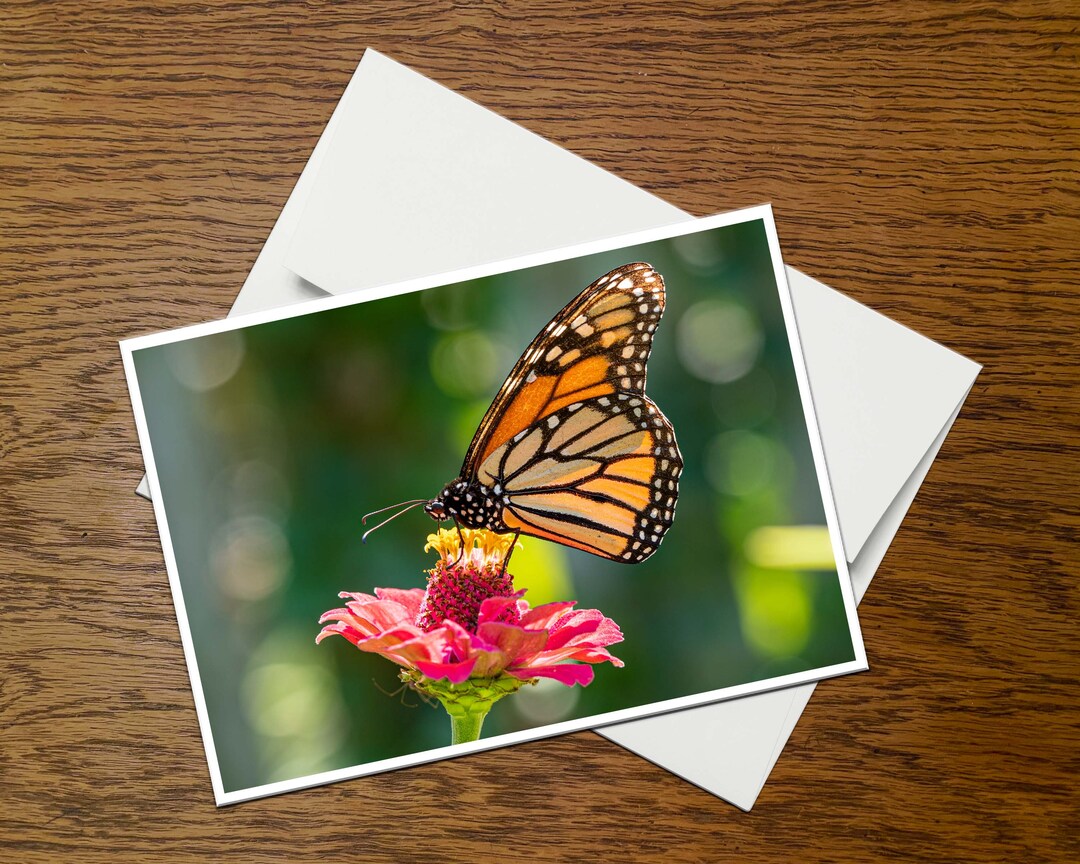 Monarch Butterfly Photo Greeting Card (C1), Blank Inside, With Envelope ...