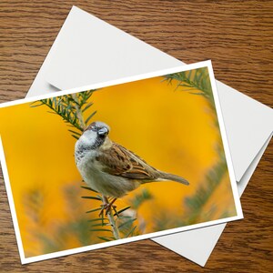 Bird Photo Greeting Card (B17), blank inside, with envelope