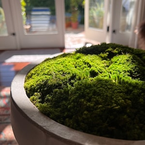 Moss Bowl, Decorative Centerpiece, Moss Decor, Contemporary Cement Bowl with Preserved Moss