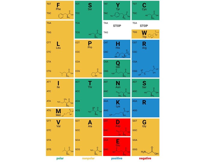 Standard Genetic Code Amino Acid Poster - Etsy