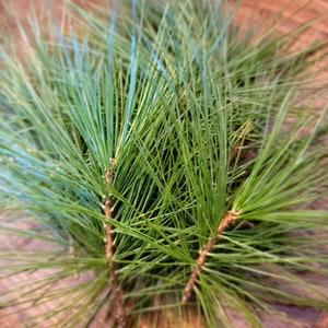 Fresh Organic White Pine Needle Tea; Pine Needle Tea; Wild Pine Tea; Fresh Pine Needles for Tea; Natural Herbal Tea; Strengthens Immunity;
