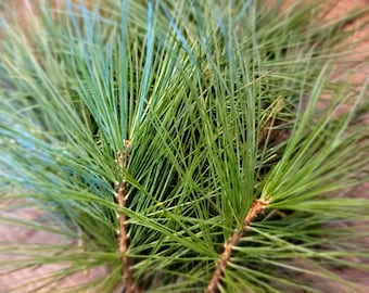 May include: Close-up of a cluster of green pine needles. The needles are long and thin, and they are arranged in a radial pattern around the stem. The needles are a vibrant green color, and they are soft to the touch.