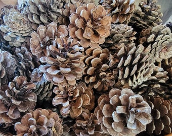 May include: A wicker basket overflowing with numerous brown pine cones. The pine cones vary in size and shape, with open scales and a textured surface. The cones are a natural brown color, suggesting they are dried.