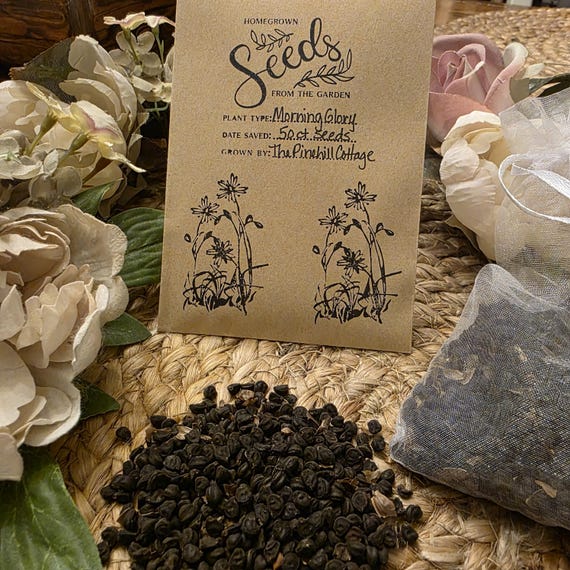 Morning Glory Seeds; Flower Seeds; Purple Flowers