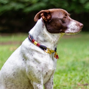 Puede incluir: Un perro con pelaje blanco y marr&oacute;n que lleva un collar decorativo. El collar es negro, rojo y dorado con un cierre dorado y borlas rojas. El perro est&aacute; sentado sobre hierba verde.