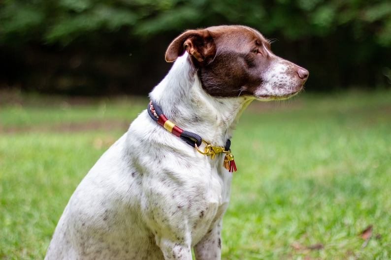 Puede incluir: Un perro con pelaje blanco y marr&oacute;n que lleva un collar decorativo. El collar es negro, rojo y dorado con un cierre dorado y borlas rojas. El perro est&aacute; sentado sobre hierba verde.