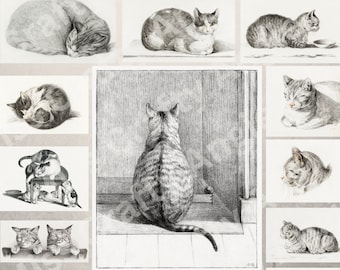 Vintage Sketched Illustrated Black and White Cats digital download high resolution JPEG