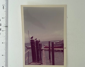 ORIGINAL Old Color Photograph of seagulls in a marina, boats on the ocean,  photo collection, Junk Journal Ephemera, Vintage Pictures