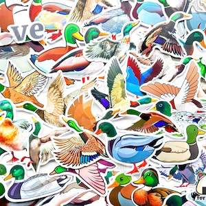 50 pcs &quot;Duck Mallard&quot; Vinyl Stickers Pack – Birdwatching Gift, Nature Decal, Waterfowl Art, Laptop & Water Bottle Sticker, Animal Lover Gift