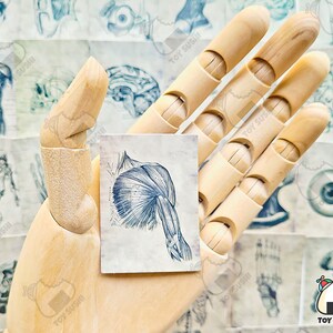 Op de afbeelding: Een houten handmodel dat een vintage anatomische illustratie van een menselijke schouder spier vasthoudt. De illustratie is gedrukt op cr&egrave;mekleurig papier met blauwe inkt.