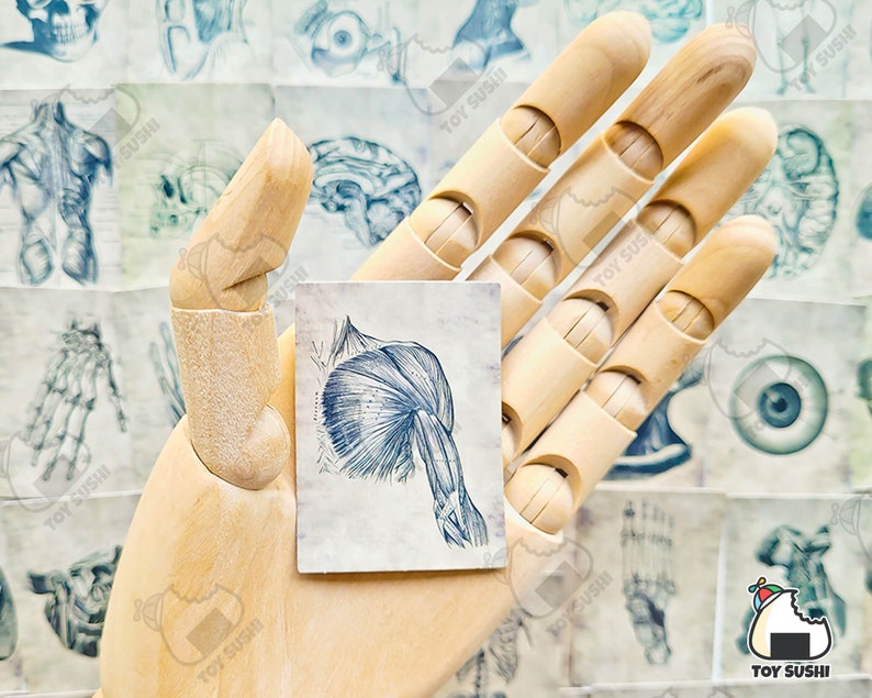 Op de afbeelding: Een houten handmodel dat een vintage anatomische illustratie van een menselijke schouder spier vasthoudt. De illustratie is gedrukt op cr&egrave;mekleurig papier met blauwe inkt.