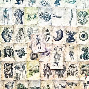 Op de afbeelding: Een verzameling vintage anatomische illustraties met verschillende organen, botten en lichaamsdelen. De illustraties zijn gedrukt op gestructureerd papier met een vervaagde, antieke uitstraling. De afbeeldingen omvatten het hart, de longen, de hersenen, het skelet en meer.