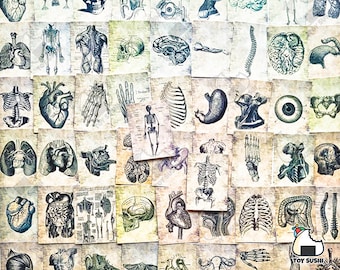 May include: A collection of vintage anatomical illustrations featuring various organs, bones, and body parts. The illustrations are printed on a textured paper with a faded, antique look. The images include the heart, lungs, brain, skeleton, and more.