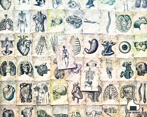 56 pcs "Anatomy" Sticker Pack | Anatomical Heart | Anatomy Poster | Anatomy Art | Biology Gift | Medical Student Gift | Vintage Medical