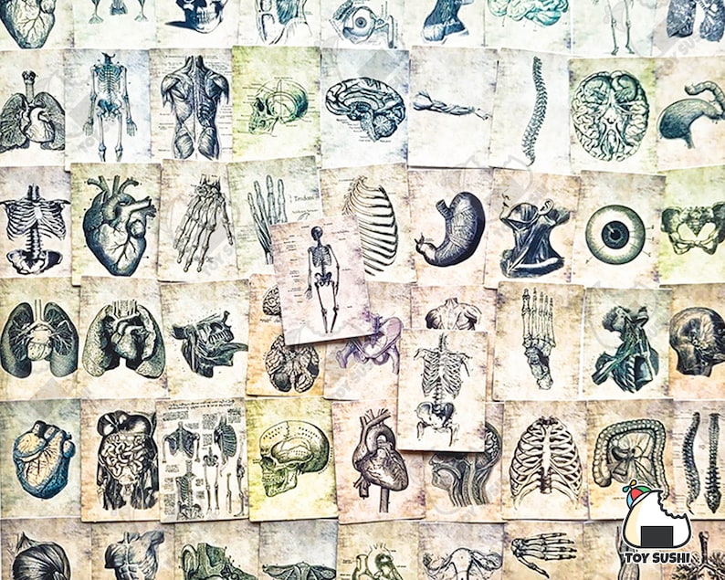 Op de afbeelding: Een verzameling vintage anatomische illustraties met verschillende organen, botten en lichaamsdelen. De illustraties zijn gedrukt op gestructureerd papier met een vervaagde, antieke uitstraling. De afbeeldingen omvatten het hart, de longen, de hersenen, het skelet en meer.