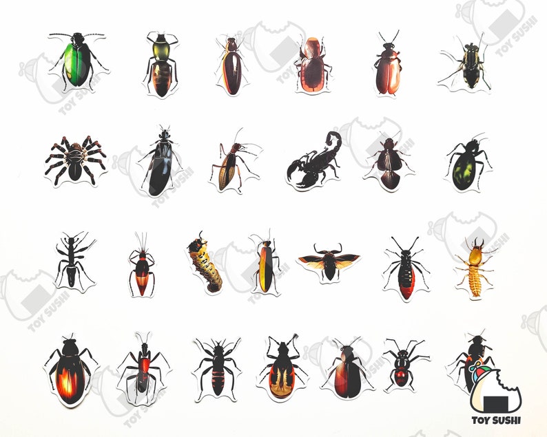 Insect Names Stickers 50 Pcs