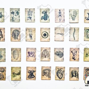 Op de afbeelding: Set van 30 vintage anatomische illustraties gedrukt op kaarten. De illustraties tonen verschillende delen van het menselijk lichaam, waaronder het hart, de hersenen, de longen, de maag en het skelet. De kaarten zijn gedrukt op een gestructureerd papier met een vintage esthetiek.