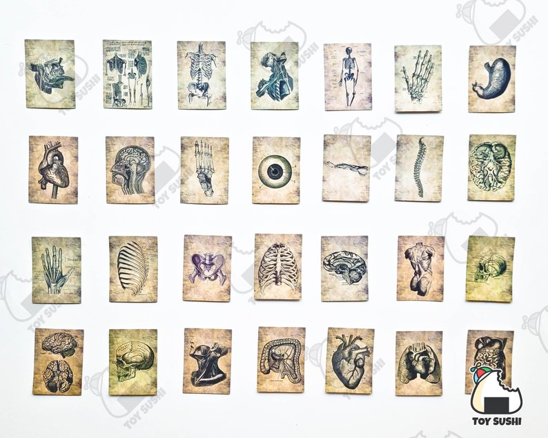 Op de afbeelding: Set van 30 vintage anatomische illustraties gedrukt op kaarten. De illustraties tonen verschillende delen van het menselijk lichaam, waaronder het hart, de hersenen, de longen, de maag en het skelet. De kaarten zijn gedrukt op een gestructureerd papier met een vintage esthetiek.