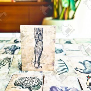 Op de afbeelding: Een vintage anatomische illustratie van een menselijk been, gedrukt op een kaart met een textuur. De illustratie toont de spieren en pezen van het been in detail.
