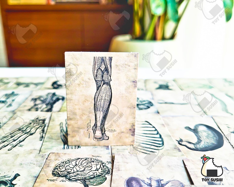 Op de afbeelding: Een vintage anatomische illustratie van een menselijk been, gedrukt op een kaart met een textuur. De illustratie toont de spieren en pezen van het been in detail.