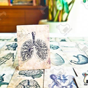 Op de afbeelding: Een vintage-stijl illustratie van menselijke longen op een kaart met een textuur, verouderde papierachtergrond. De kaart maakt deel uit van een set anatomische illustraties.