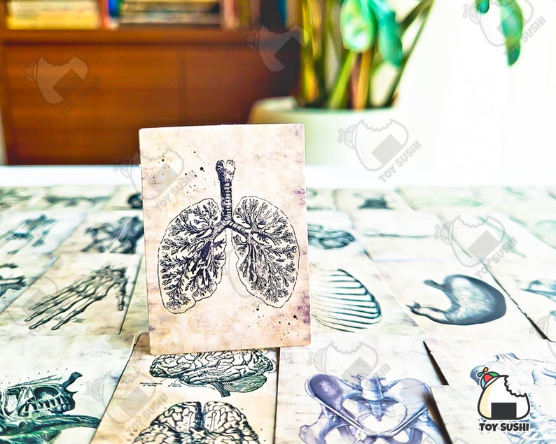 Op de afbeelding: Een vintage-stijl illustratie van menselijke longen op een kaart met een textuur, verouderde papierachtergrond. De kaart maakt deel uit van een set anatomische illustraties.