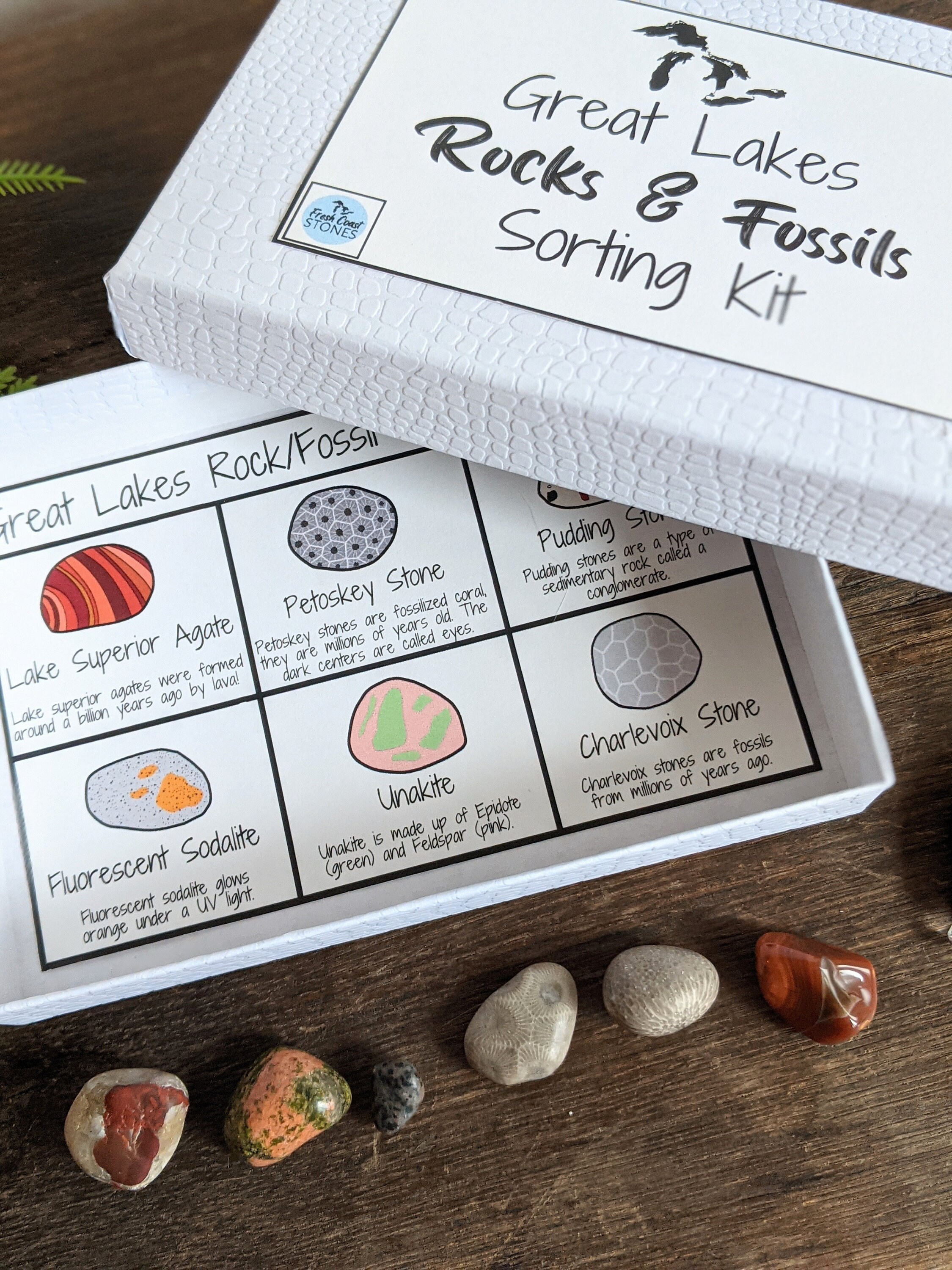 Great Lakes Rock/fossil Sorting Kit Etsy