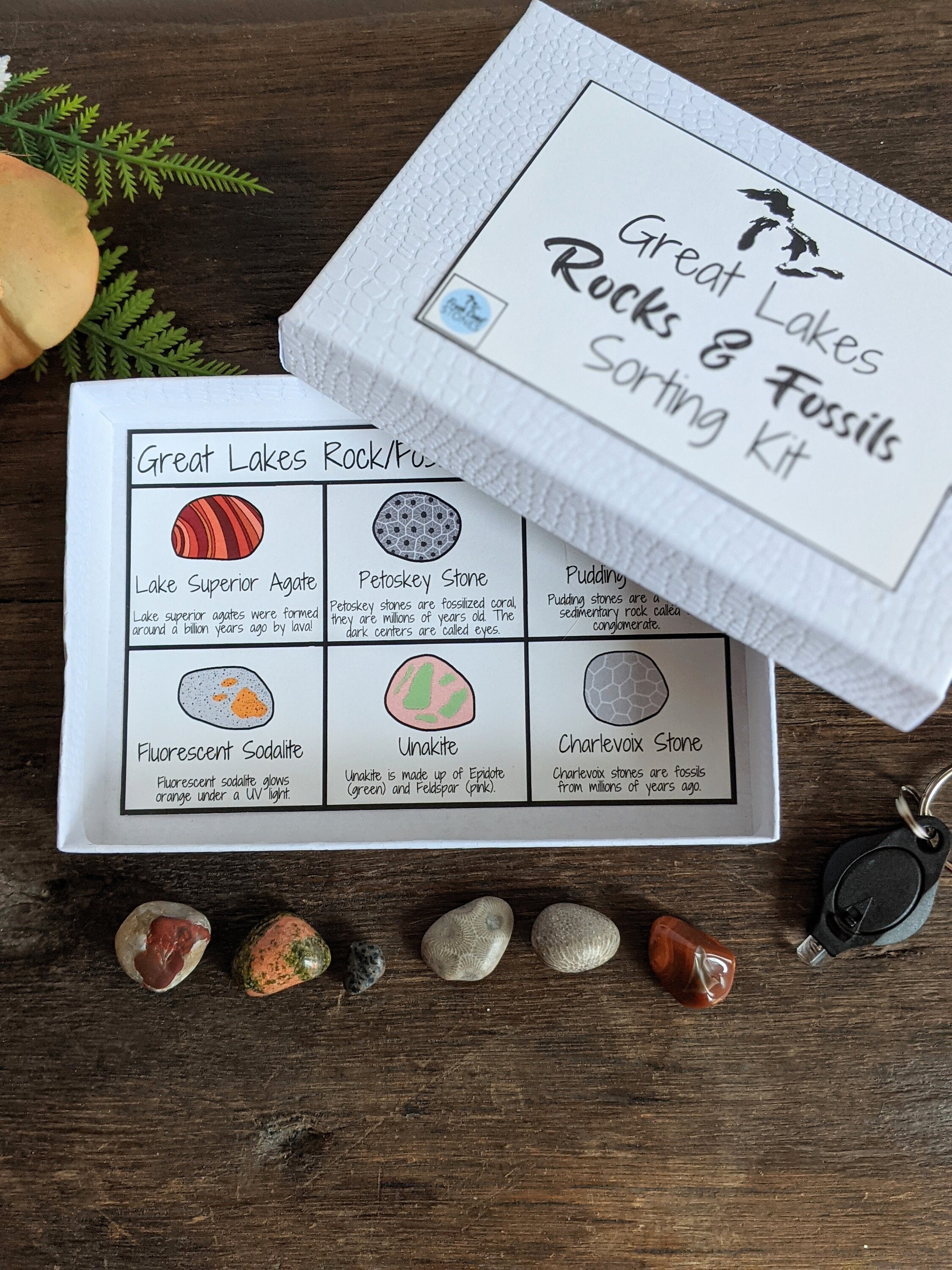 Great Lakes Rock/fossil Sorting Kit Etsy